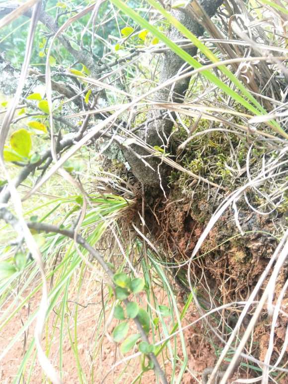 为什么铁马鞭下山桩 做烧柴都没人要