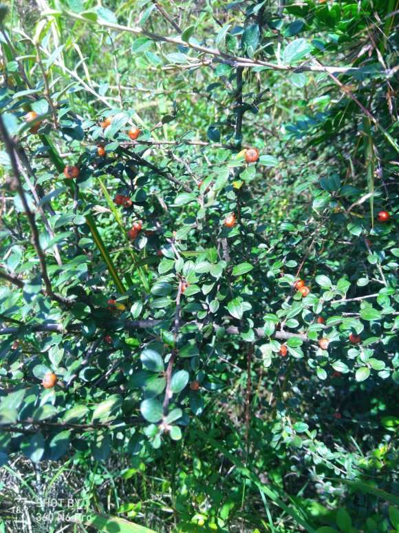 为什么铁马鞭下山桩 做烧柴都没人要