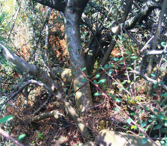 为什么铁马鞭下山桩 做烧柴都没人要