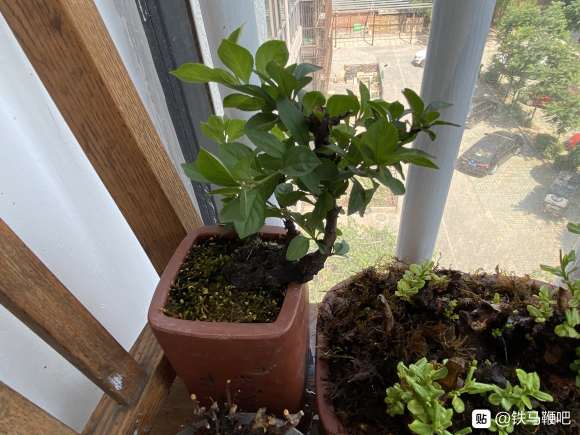 我这个是铁马鞭下山桩吗