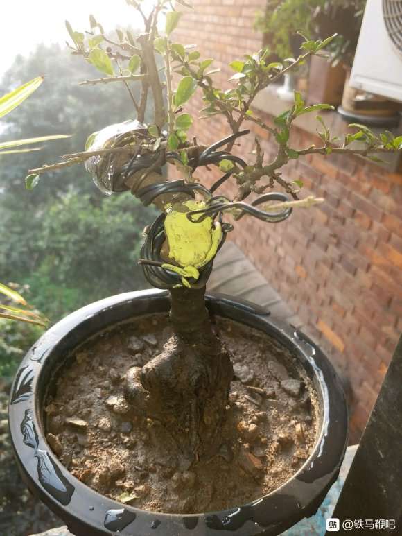 我这个是铁马鞭下山桩吗