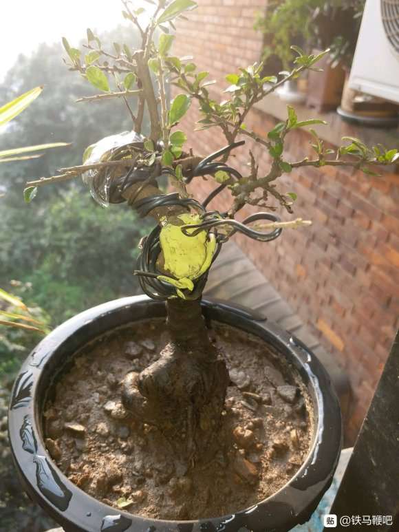 我这个是铁马鞭下山桩吗