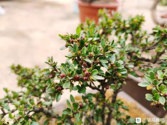 为什么铁马鞭下山桩接果