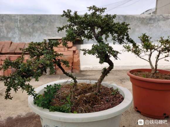 为什么铁马鞭下山桩接果