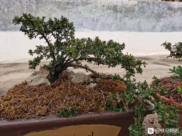 为什么铁马鞭下山桩接果