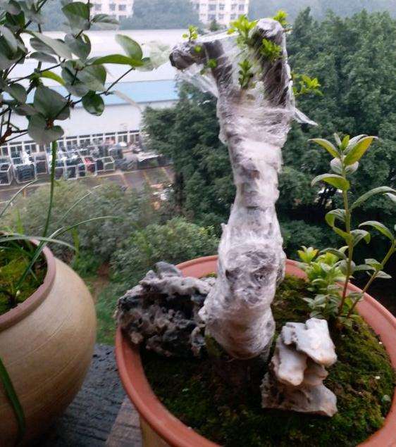 铁马鞭下山桩巳经栽活了