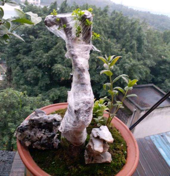 铁马鞭下山桩巳经栽活了