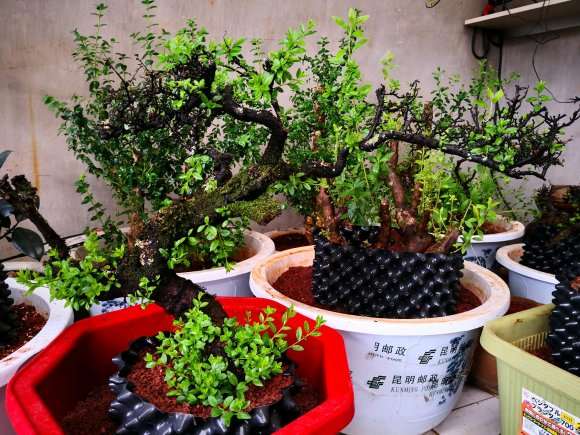 最难栽的季节 种植铁马鞭下山桩