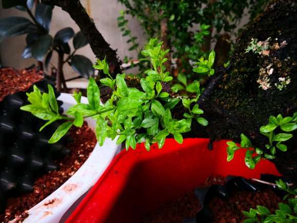 最难栽的季节 种植铁马鞭下山桩