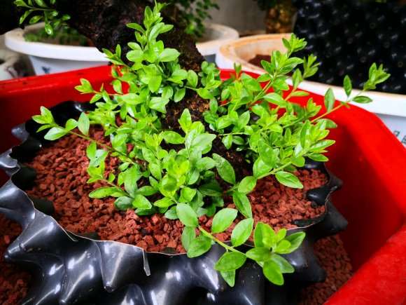 最难栽的季节 种植铁马鞭下山桩