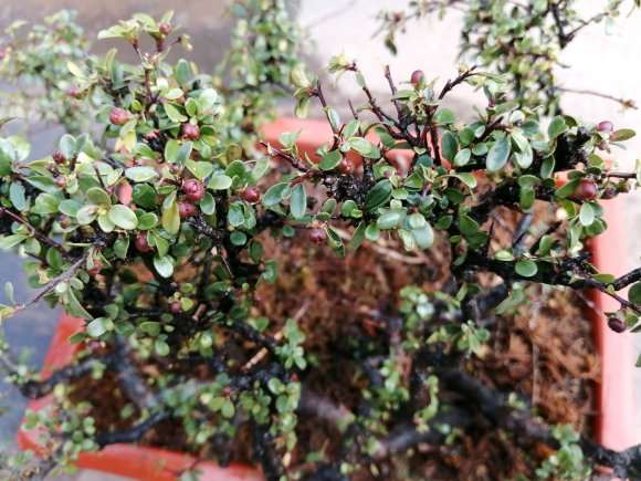 铁马鞭下山桩是否分雌雄