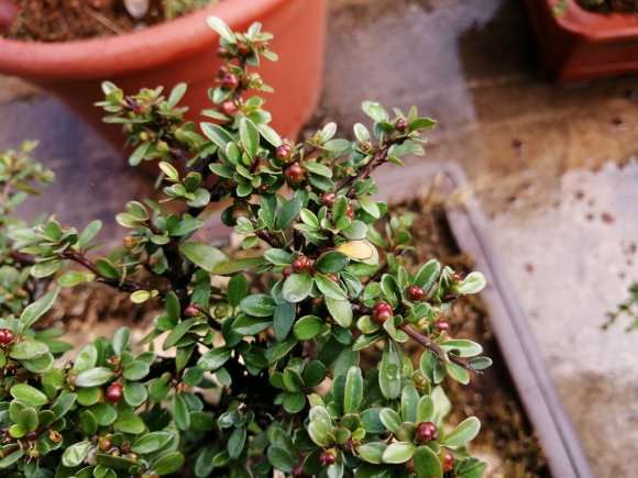 铁马鞭下山桩是否分雌雄