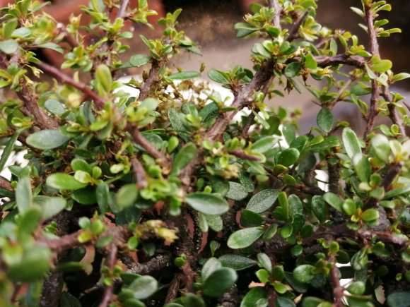 铁马鞭下山桩是否分雌雄