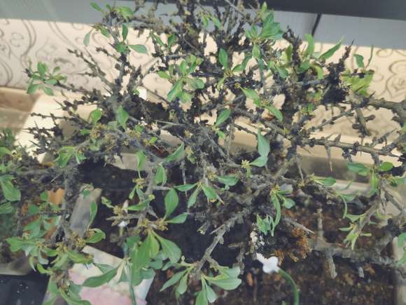 铁马鞭下山桩发芽 掉叶子 怎么办