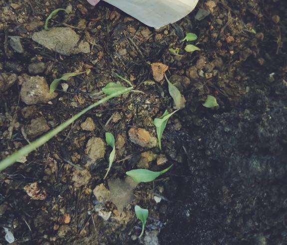 铁马鞭下山桩发芽 掉叶子 怎么办