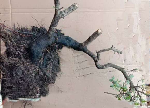 襄阳铁马鞭下山桩怎么配盆