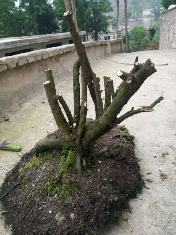 今天挖的铁马鞭下山桩 根盘没得说