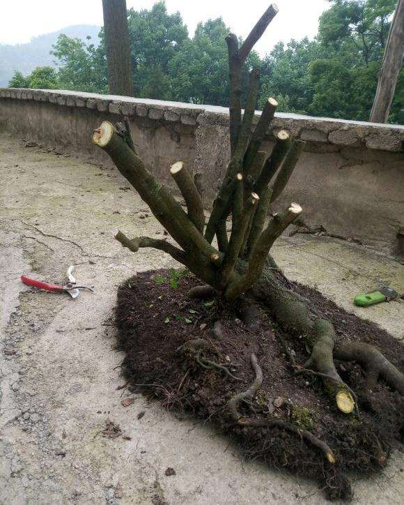 今天挖的铁马鞭下山桩 根盘没得说