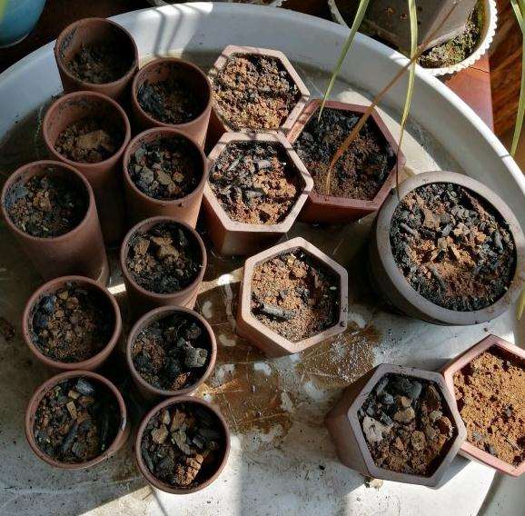 铁马鞭下山桩 从种子种起 图片