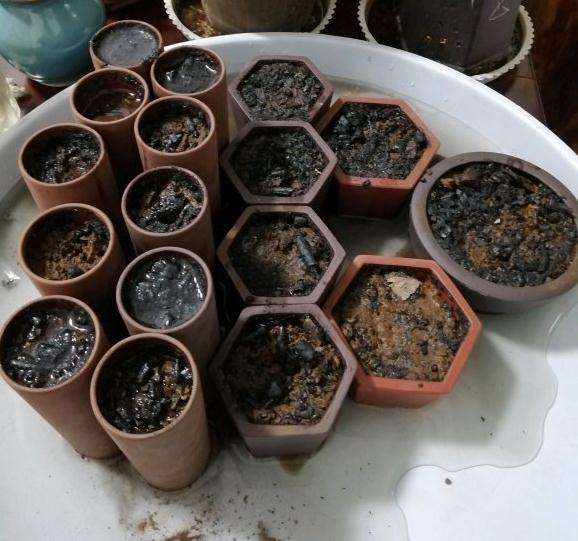 铁马鞭下山桩 从种子种起 图片