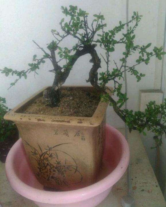 铁马鞭下山桩生桩要喷叶面水吗