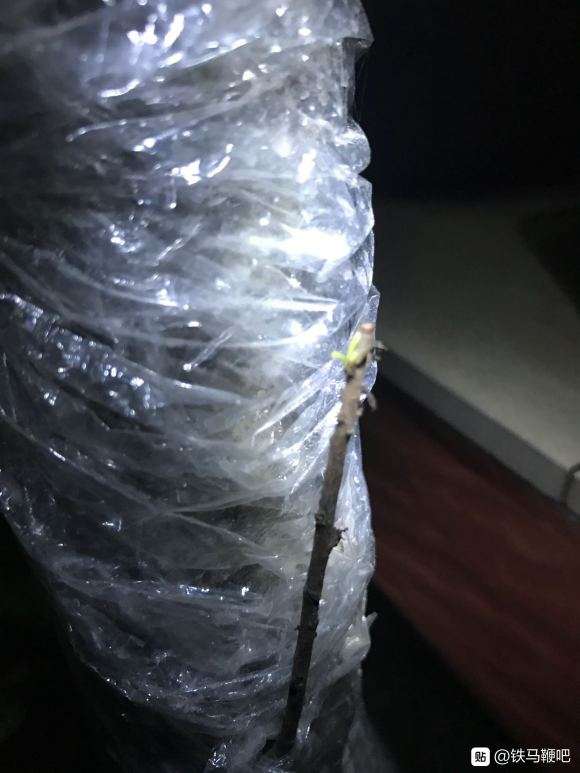 铁马鞭下山桩回芽了怎么处理 