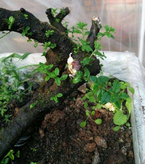 山东铁马鞭下山桩 已经发芽 怎么样