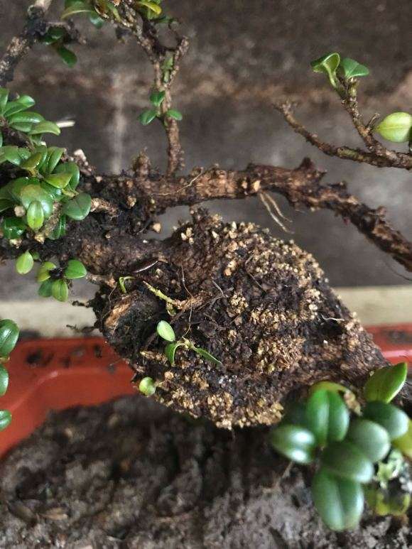 云南铁马鞭下山桩真的是下山死吗