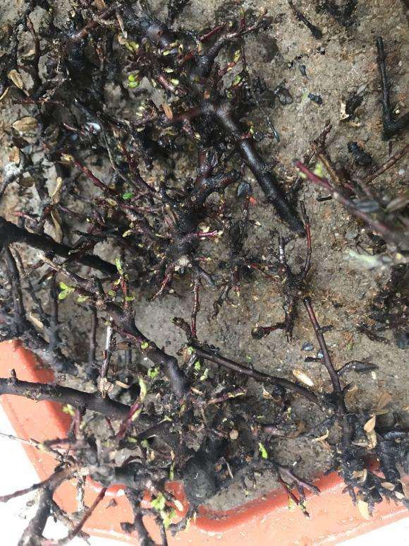 云南铁马鞭下山桩真的是下山死吗