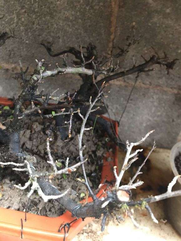 云南铁马鞭下山桩真的是下山死吗