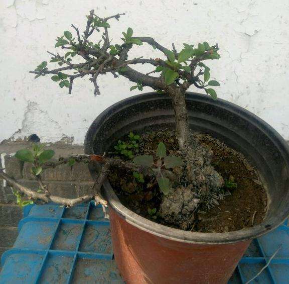 大叶鼠李与小叶鼠李下山桩