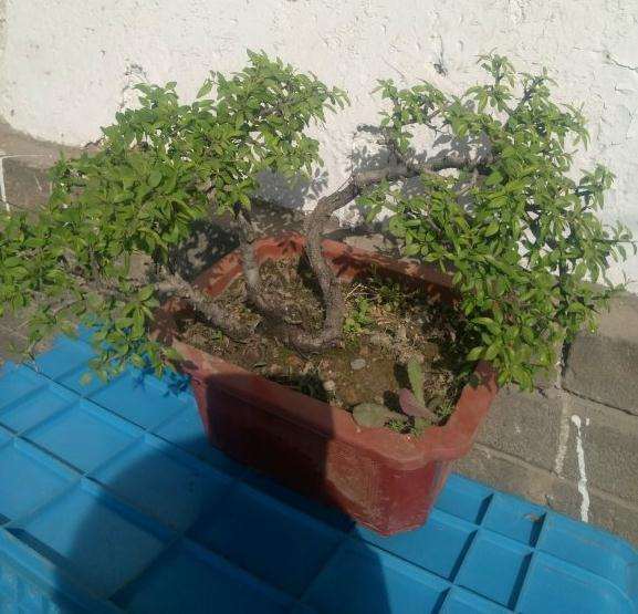 大叶鼠李与小叶鼠李下山桩