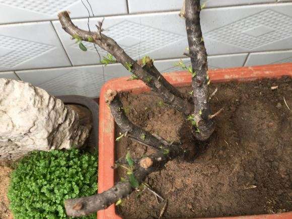 这是鼠李下山桩吗 1个星期发芽了