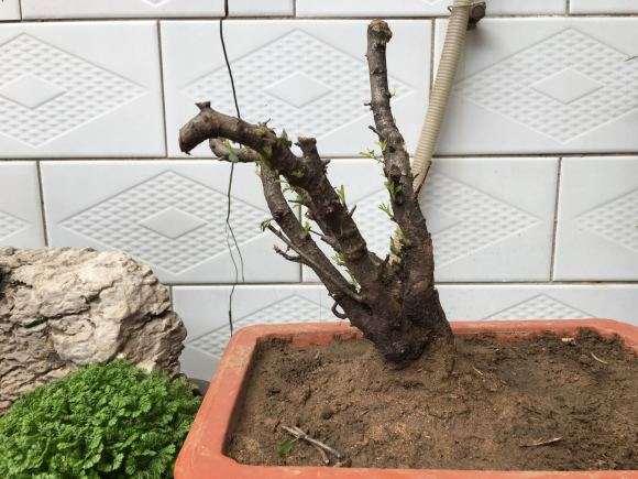 这是鼠李下山桩吗 1个星期发芽了