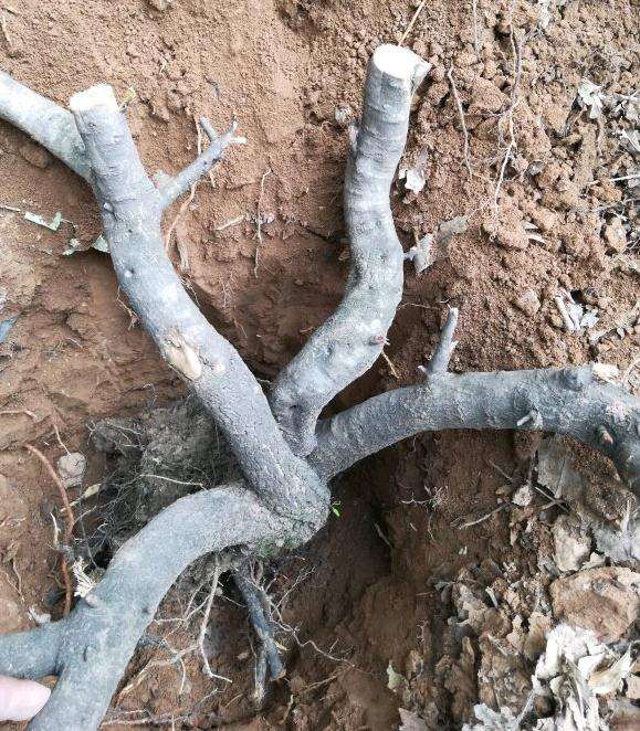 鼠李下山桩发芽了