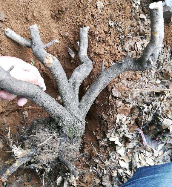 鼠李下山桩发芽了