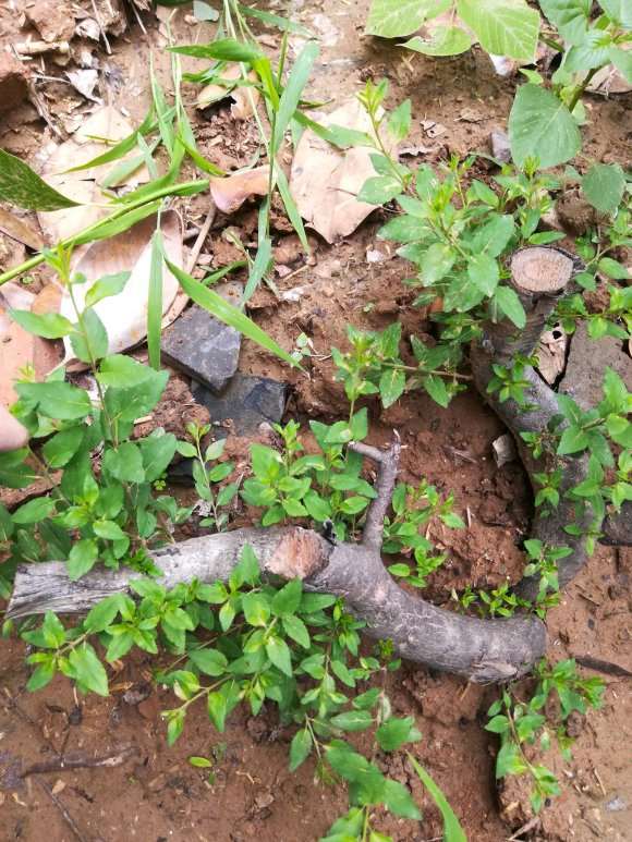 鼠李下山桩发芽了