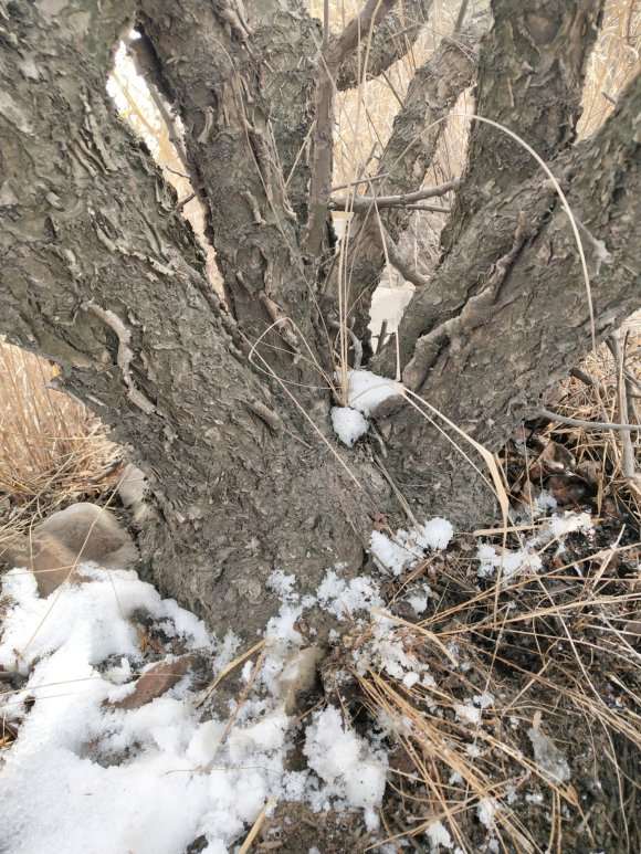 这是大叶鼠李下山桩吗 看皮应该是
