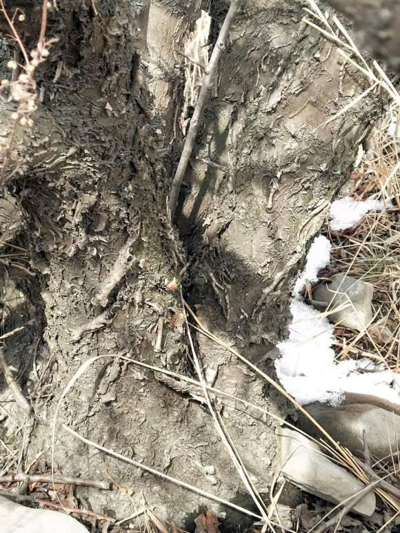 这是大叶鼠李下山桩吗 看皮应该是