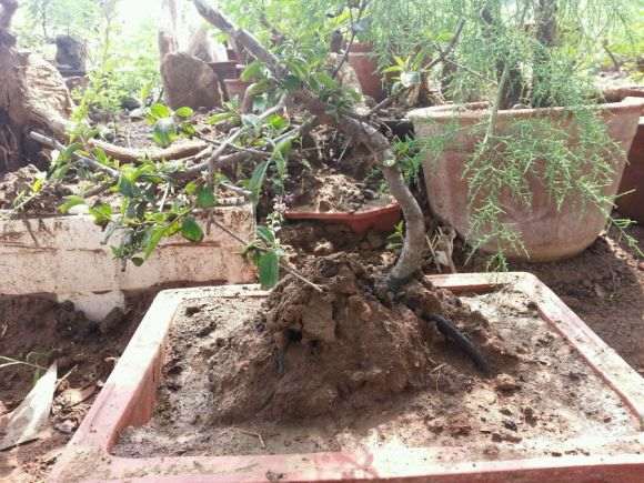 鼠李下山桩上盆难活 终于成活了