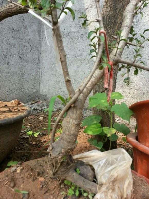 鼠李下山桩上盆难活 终于成活了