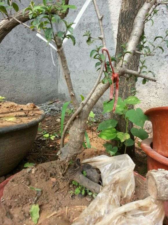 鼠李下山桩上盆难活 终于成活了