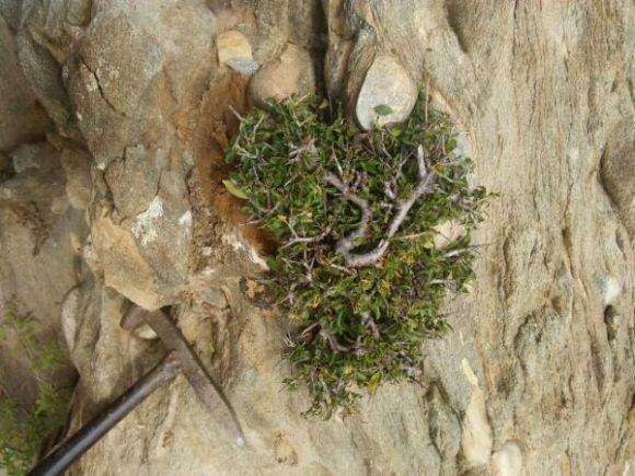 挖的小叶鼠李下山桩 怎么样 图片