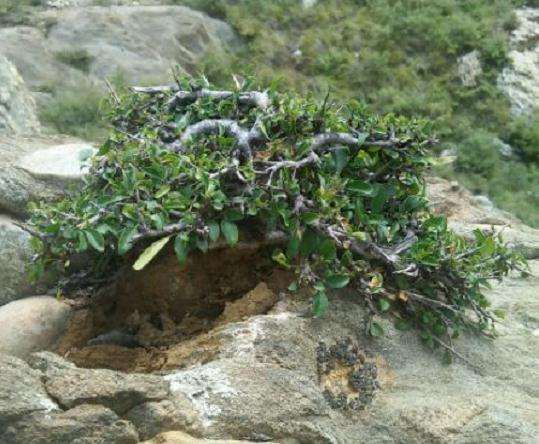 挖的小叶鼠李下山桩 怎么样 图片