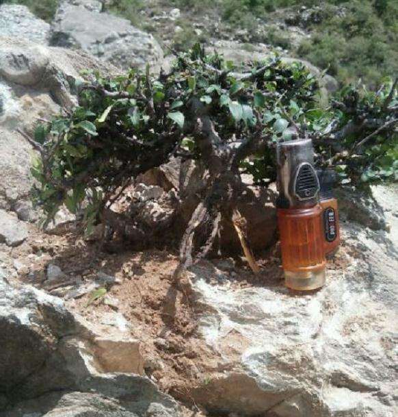 挖的小叶鼠李下山桩 怎么样 图片