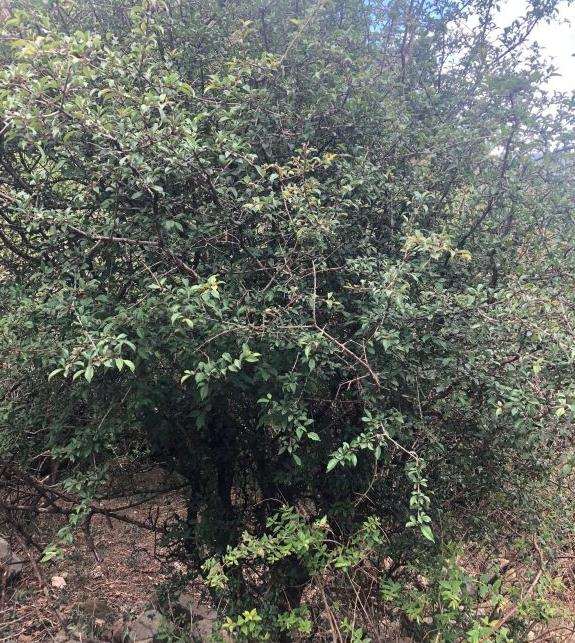 这是不是小叶鼠李下山桩
