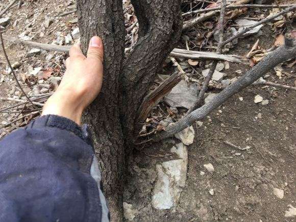 小叶鼠李下山桩怎么区别