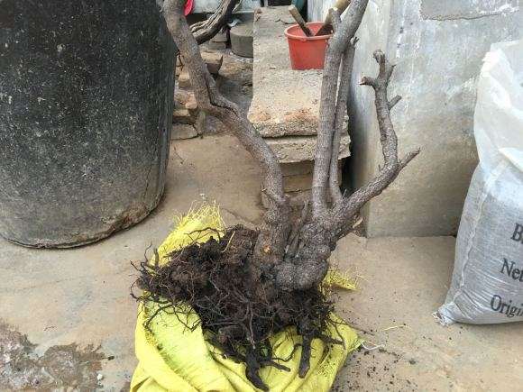 小叶鼠李下山桩怎么区别