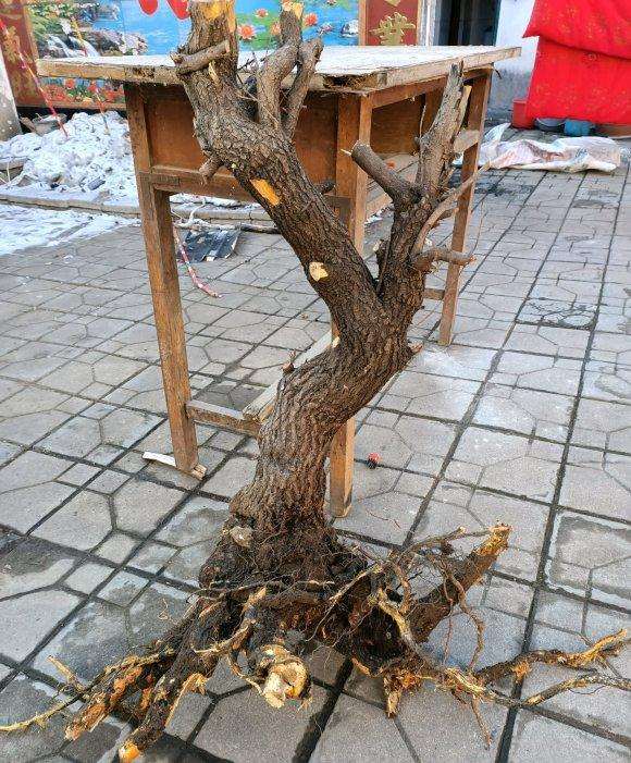 小叶鼠李下山桩不带土