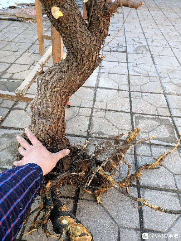 小叶鼠李下山桩不带土